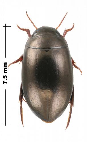 Ilybius chalconatus
